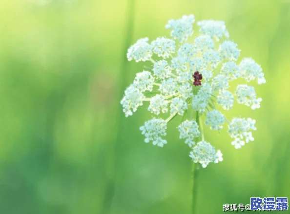 震惊！野花社区国产wwwww引发网友热议，背后隐藏着不为人知的秘密！