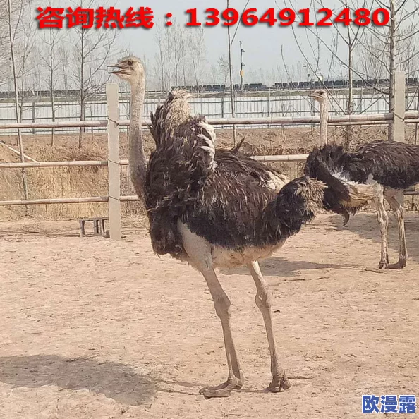 欧洲人与禽类Zoz0交互：网友热议这种奇特现象，认为其反映了人类与动物关系的深层次变化和社会文化的多样性