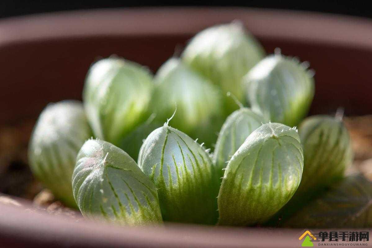 玉露春潮之独特韵味与美妙意境