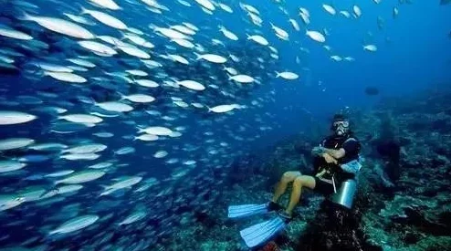 旅行者将心海焯出鱼子酱：揭示海洋生态与旅游经济交汇中的可持续发展机遇与挑战