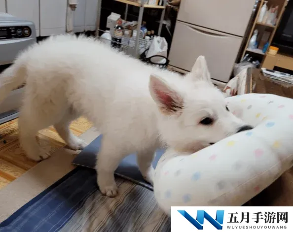 美女被艹出水，许多网友对此表示震惊，认为这种行为极其不妥，应该加强对网络内容的监管与引导