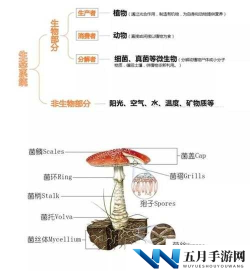探索精产国蘑菇品一二三产品区的无限可能