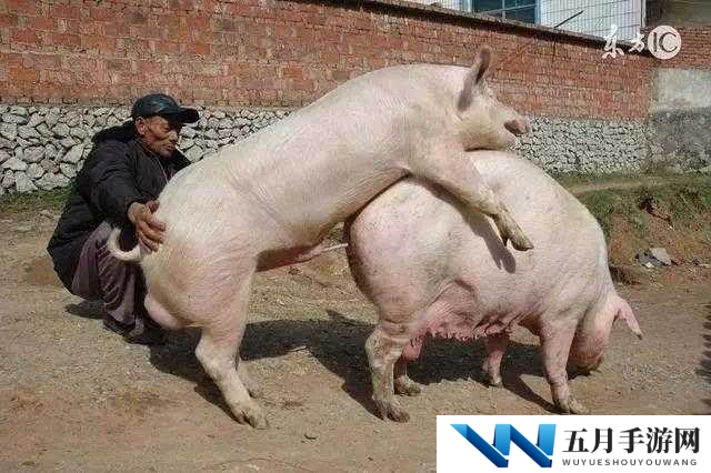 什么?女人和公猪交媾 30 分钟?这是真的吗?