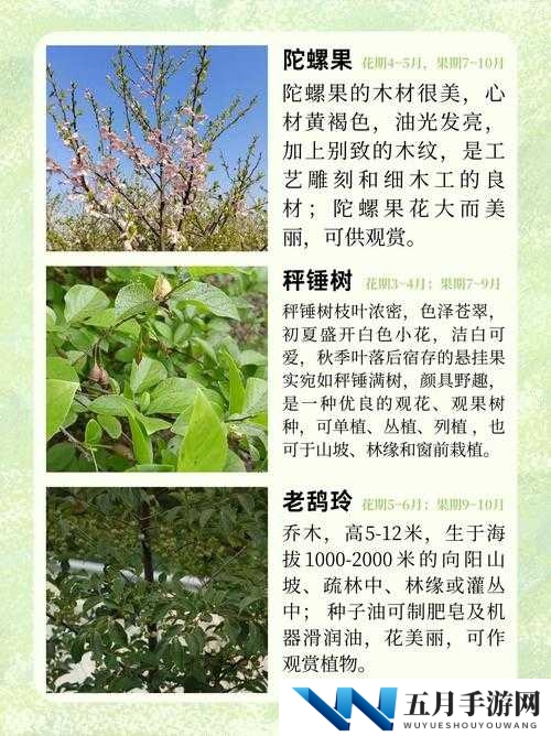 小森生活中的特殊植物究竟有何妙用？全面用途一览揭秘！