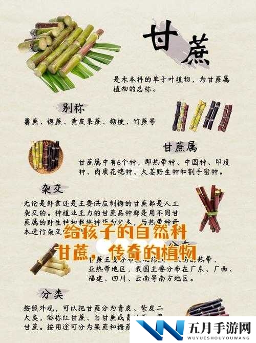 小森生活甘蔗种子去哪里买?甘蔗获取方式介绍