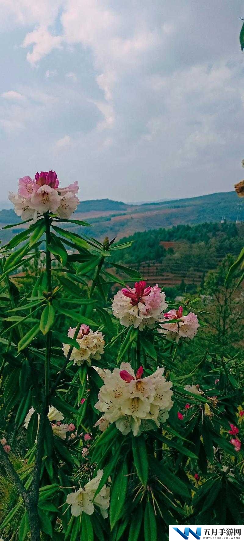 探索中国乡村美景:国产野花视频带你领略自然奇观与生态多样性