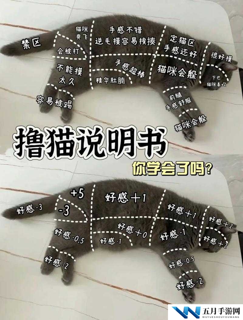 萌宅物语怎么摸猫?撸猫顺序技巧攻略