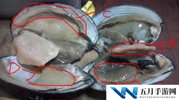 河蚌肉里面有黄黄的东西是什么？揭秘河蚌内部黄色物质的真相与食用安全