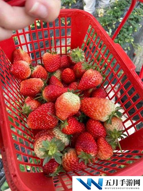 如何看待草莓视频旧址www 在线的关停？对用户和行业有哪些影响？