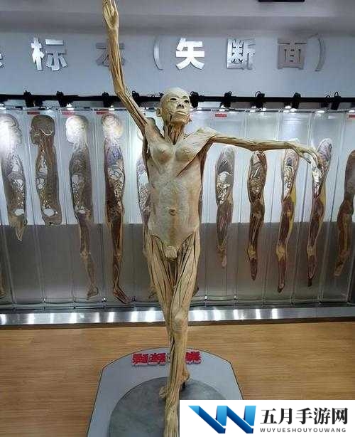 人体标本是如何制作的?了解人体标本制作的过程和技术