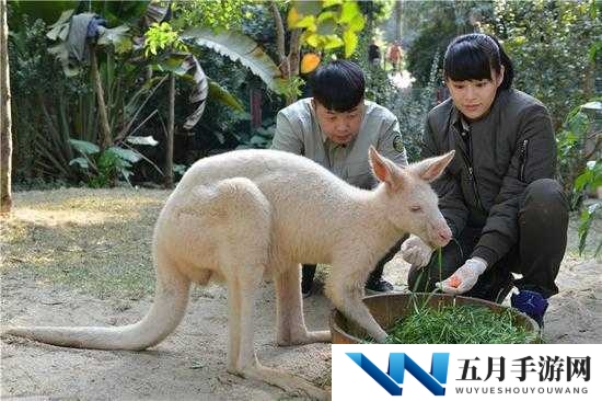日本人与禽ZOZZO视频全解析：深度探讨人与动物和谐共处的奇妙瞬间