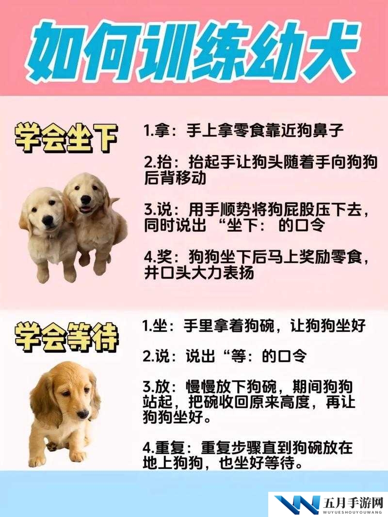60条狗的养护与训练全攻略：从幼犬到成犬的全面指南