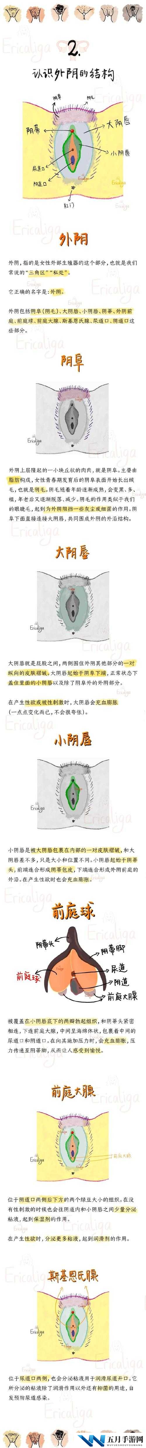呦小性 5 一 8ⅩXX 究竟是什么?带你深入了解其背后的秘密与特点