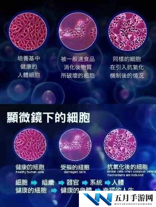 探索377P人体粉嫩胞高清视频：揭秘细胞结构与功能的视觉盛宴