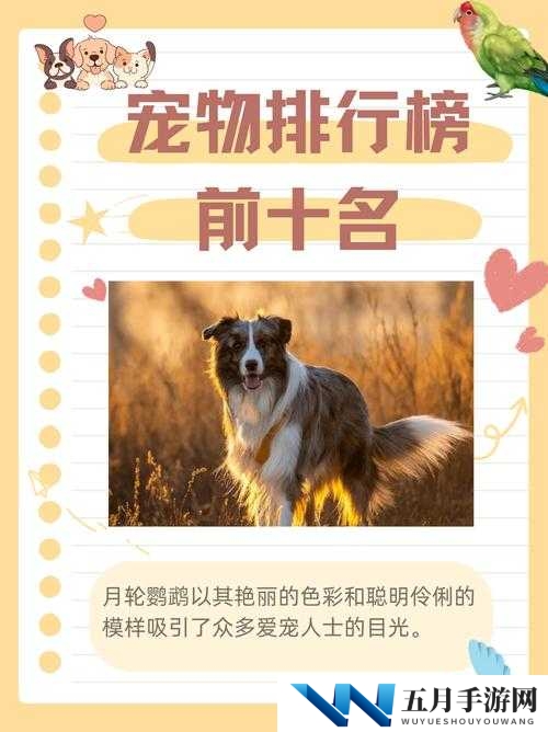 梦想新大陆哪个宠物最优选？揭秘宠物选择在资源管理中的关键与高效策略