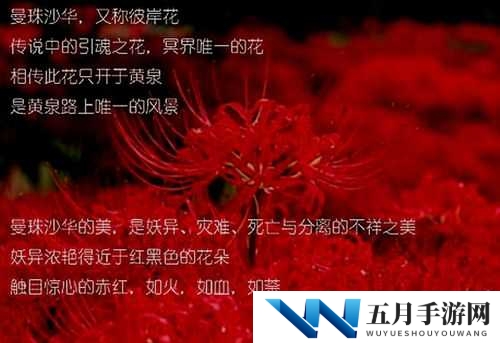 彼岸之花曼珠沙华于地狱边境绽放的逆天魔仙传奇