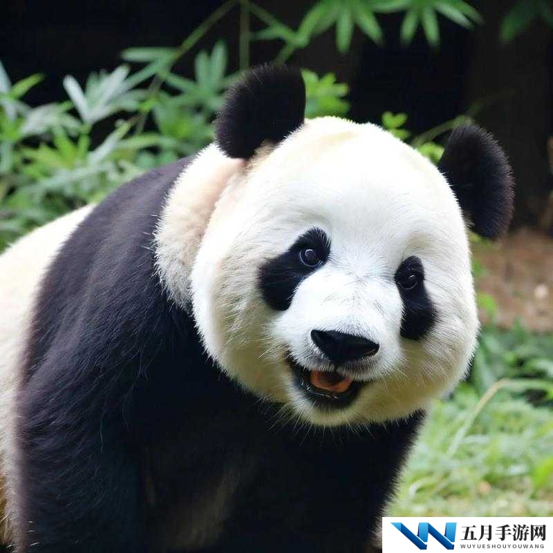《变身熊猫妹？第关攻略：掌握技巧，轻松通关》