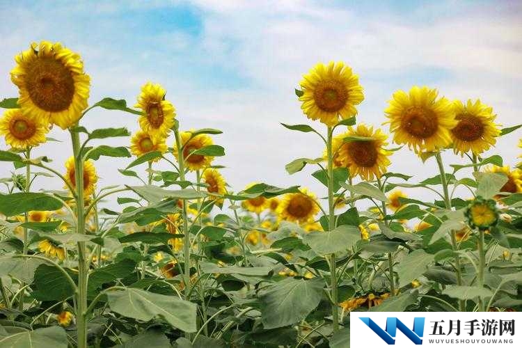 梦幻 Q 仙之花舞 绚烂绽放闪耀独特职业魅力风采