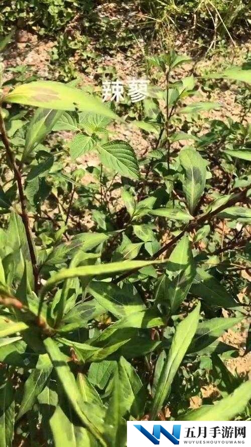 濂虫т笁瑙掓瘺姣涘尯鑵归儴閲岄潰鐤肩棝相关情况介绍